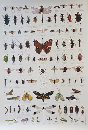 Buzz Bildungsposter mit Minibeast/Käfern, über 100 Common Minibeast-Bilder, Wandbild, Poster, Wohnbereich