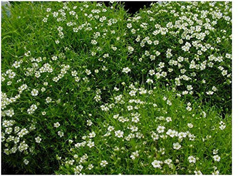 10 x Sagina subulata (Staude/Stauden/Winterhart/Mehrjährig/Bodendecker/Immergrün/Pflegeleicht) Sternmoos - Weiche Polster für Ihren Garten - Rasenersatz - Trittfest - von Stauden Gänge