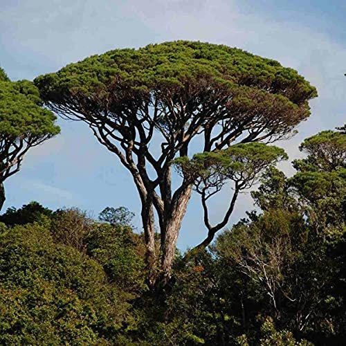 Steinkiefer, Schirmkiefer (Pinus Pinea) 5 Baumsamen