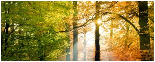 Wallario Memoboard aus Glas mit Motiv, Magnet-Tafel in 32 x 80 cm in Premium Qualität Sonnenuntergang im Herbstwald