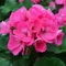 50 semillas de flores frescas de geranio rosa
