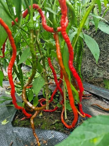 Chili Thunder Mountain Longhorn 10 Samen