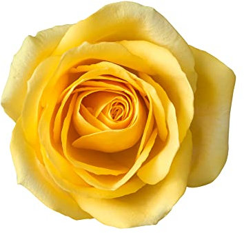 Climbing Rose Plants, 'Arthur Bell', 1 x Full Plant in a 4 Litre Pot, Rose Bush, English Roses, Garden Ready and Ready to Plant, Premium Quality Garden Roses