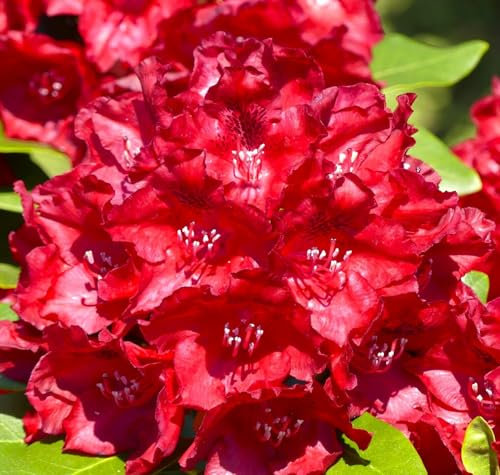 Rhododendron Hybride  Cherry Kiss  großblumige Alpenrose 30-40 cm hoch Pflanze winterhart