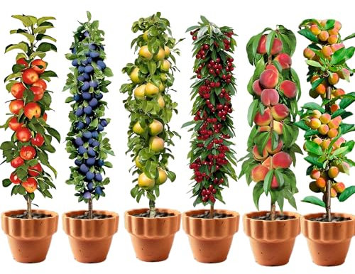 Säulenobstbäume, 6 Pflanzen als Säule Birnbaum, Kirschbaum, Pflaumenbaum, Apfelbaum, Pfirsichbäum, Aprikosenbäume, 80/100 cm hoch, Obst Samen für Balkon, Terrasse, Kleiner Garten