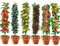 Säulenobstbäume, 6 Pflanzen als Säule Birnbaum, Kirschbaum, Pflaumenbaum, Apfelbaum, Pfirsichbäum, Aprikosenbäume, 80/100 cm hoch, Obst Samen für Balkon, Terrasse, Kleiner Garten