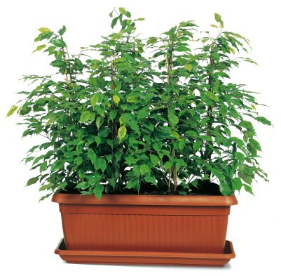 Manna Pflanzkasten 100cm terra Similcotto