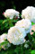 David Austin-Rose 'Winchester Cathedral®'
