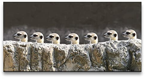 Paul Sinus Leinwandbild 120x60cm Erdmännchen Familie Süß Lustig Afrika Wildnis