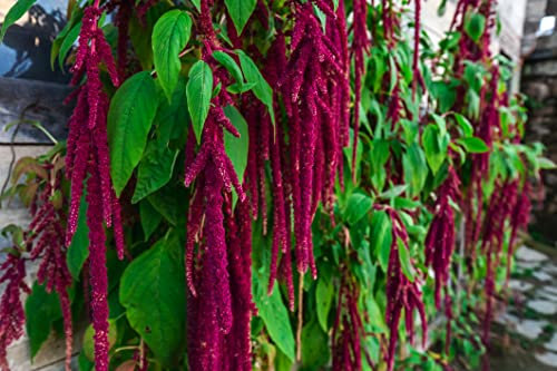 1000 Samen Gartenfuchsschwanz Rot Amaranthus Caudatus Zierpflanze Garten Blumen