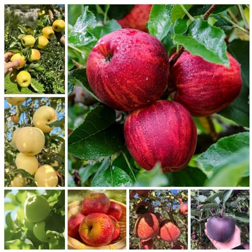 250 pz semi di mela (mela, melo) piante resistenti alberi da frutto colonnari piante perenni semi semi di frutta Piante resistenti per il giardino frutto colonnare resistente giardino