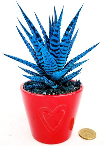 POWERS TO FLOWERS - HAWORTIA BIG BENG ALBA COLOR LIFE BLU ÌN VASO CERAMICA CUORI ROSSO, ECHEVERIA, CACTUS, Piante vere