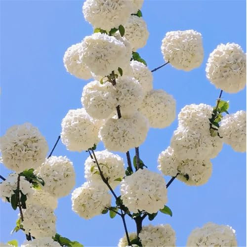 Perfekt winterharte mehrjährige Hortensie, mehrjährige Balkon- und Gartenpflanze-5zwiebeln-J