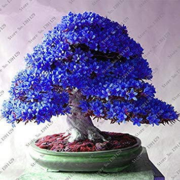 100 Stück/Beutel seltener Bonsai mit 13 Azaleen-Sorten für den Garten und den halben Garten der japanischen Sakura