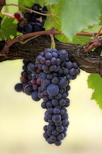 Pianta di Vite pianta di uva vigna da vino pianta di uva innestata pianta vera di vite venduta da eGarden.store (Cabernet)