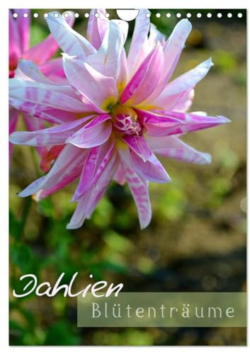 Dahlien - Blütenträume (Wandkalender 2026 DIN A4 hoch), CALVENDO Monatskalender: Für Freunde dieser sehr schönen Blumen eine Augenweide (CALVENDO Natur)