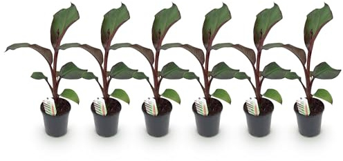 GreenboutiQ – Obstpflanze – Bananenpflanze – ventricosum Maurelli – rustikal – 6 Pflanzen – Topf 17 cm Höhe 40 cm