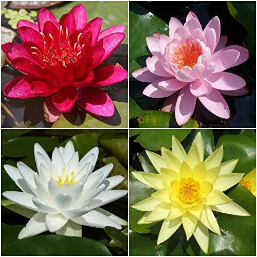 4 PIANTE VEGETATE IN VARIETA' PREGIATE NINFEA RUSTICA RESISTENTE LAGHETTO STAGNO TINOZZA PRONTE PER FIORIRE - GIALLA+BIANCA+ROSSA+ROSA