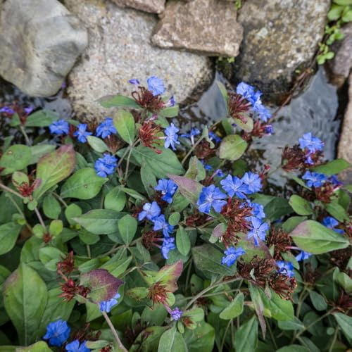 Bloomique - 6er - Set - Bleiwurz (Ceratostigma plumbaginoides) - Gartenpflanzen - Mehrjährig - Reichblühend - Winterhart - Höhe 10-20 cm - Topf 9 cm