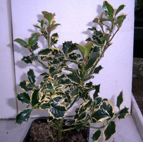 Holly Bush 'Argentea Marginata'