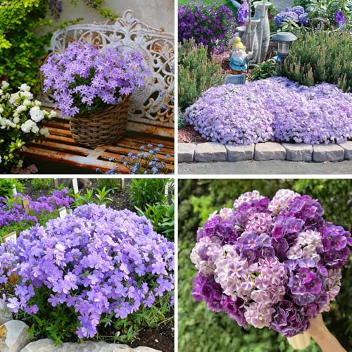 Mixrug Creeping Phlox Seeds for Planting, 1000+pcs Rare Perennial Creeping Purple Phlox Flower Seeds Plants, Non-GMO Heirloom Dwarf Ground Cover Beauty Flowers Plants for Home Garden Outdoors