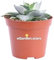 Pianta di Agave pianta grassa pianta da esterno pianta ornamentale di Agave pianta succulenta pianta con spine pianta vera venduta da eGarden.store (Agave Potatorum Ouhi-Raijin Variegata)