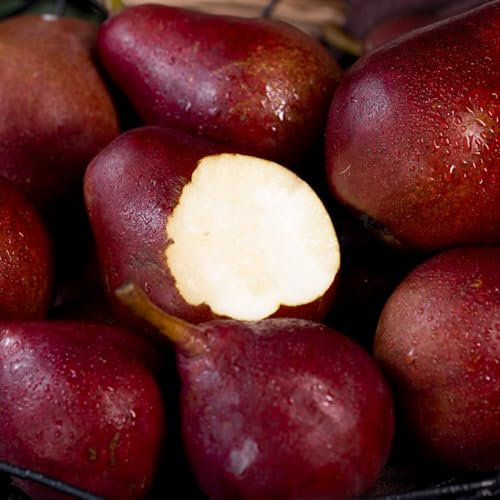 semillas resistentes de peral, peral - semillas de variedades antiguas, árboles frutales enanos semillas de peral plantas de jardín, plantas raras semillas de frutas, semillas para 20pcs