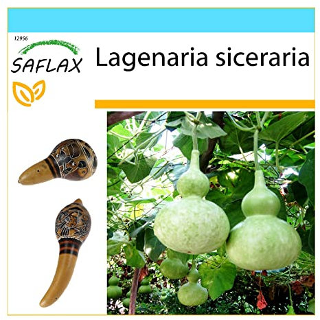 SAFLAX - Confezione regalo - zucca a bottiglia - 15 semi - Lagenaria siceraria