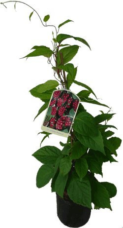 2 x Wu-Wei-Zi Beere Schisandra chinensis Pflanze - selbstfruchtbare Kultursorte