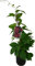 2 x Wu-Wei-Zi Beere Schisandra chinensis Pflanze - selbstfruchtbare Kultursorte