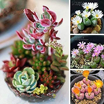 Mix Sukkulenten Lithops Samen Steinpilze fleischige Samen Bonsai Pflanzen Samen für Haus & Garten 100 Samen/Beutel