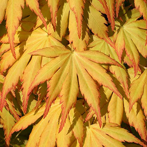 Acer palmatum Katsura - Japanese Maple Tree | Large Outdoor Garden Ready Plant in Pot (50-70cm Incl. Pot)