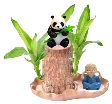 Lucky Bamboo Pflanzen Indoor - Baumstumpf Holzstumpf Mini Brasilien Glücksholz Magisches Sprossen Glücksbambusholz - Brasilianisches Glücksholz Pflanze Brasilianisches Holz (B)