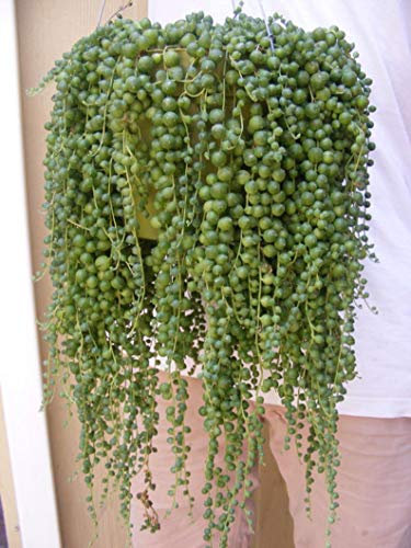 Beads Senecio Rowleyanus Seed Pearl Chlorophytum Plantas suculentas Semillas Plantas en maceta Anti Radiación 100 Partículas/lote