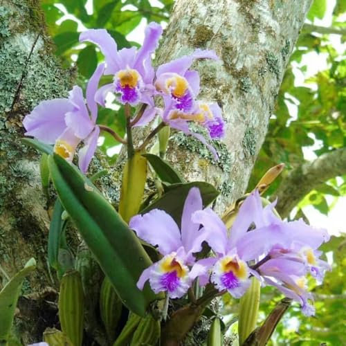 50 pcs cattleya orchidee samen plants praktische geschenke balkon pflanzen winterfest orchideen, garten geschenke für männer steingartenpflanzen winterhart pflanzensamen blumendeko