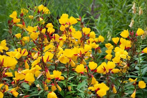 Nachtkerze 'Sonnenwende' im Topf Oenothera tetragona winterhart mehrjährig | Sommergrün, aufrecht-buschig, 40-60 cm hoch, gelbe Blüten Juni bis August, sonniger Standort, frosthart bis -23 °C