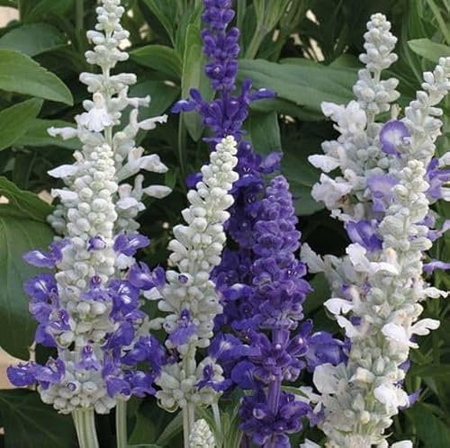 Thompson & Morgan - Flowers - Salvia Seascape Mixed - 50 Seed