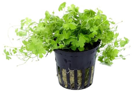 Hydrocotyle tripartita (sp. Japan) - 1 Bunch - Live Aquarium Plant