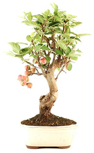 Bonsái Manzano de 9 Años Bonsái Malus Árbol para Interior y Exterior
