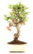 Bonsái Manzano de 9 Años Bonsái Malus Árbol para Interior y Exterior