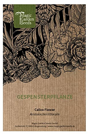 Gespensterpflanze (Aristolochia littoralis) - ca. 10 Samen tropische Kletterpflanze Schlingpflanze Gewächshaus Wintergarten Zimmerpflanze
