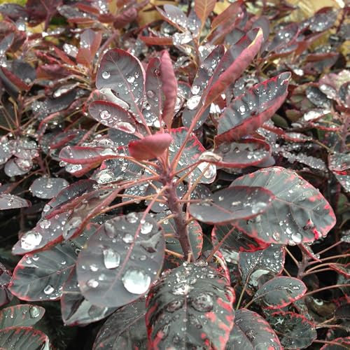 Plant Theory Royal Purple Smoke Bush Cotinus Coggygria Shrub Plant 2L Pot