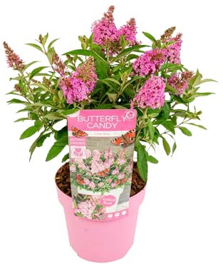 Cespuglio di farfalle - Buddleja Butterfly Candy 'Little Pink' - ⌀19 cm - 30-40 cm