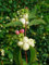 Schneebeere Symphoricarpos doorenbosii 'White Hedge' Pflanze 5-10cm Rarität