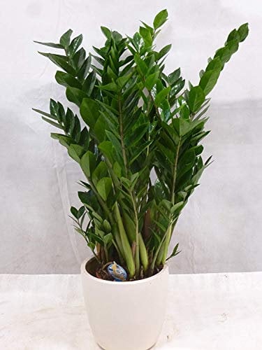 [Palmenlager] - XXL Zamioculcas zamiifolia - Zamia Farn 100 cm - großer 27 cm Ø Pot - Glücksfeder - Zimmerpflanze
