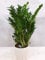 [Palmenlager] - XXL Zamioculcas zamiifolia - Zamia Farn 120 cm - großer 27 cm Ø Pot - Glücksfeder - Zimmerpflanze