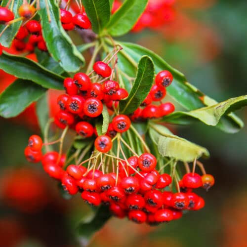 25 x Pyracantha 'Red Cushion' / Firethorn 'Red Cushion' 15-20cm Tall in 9cm Pots