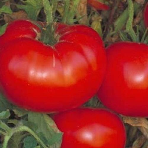 500 semi di pomodoro Delicious Pomodoro Record mondiale di pomodoro