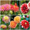 5 pcs blumenzwiebeln dahlien mehrjährig winterhart - kleine geschenke zwiebel wildblumen dahlie dahlia zwiebeln pflanzen deko frühlingsblumen zwiebeln blumenzwiebeln mehrjährig winterhart