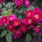 Ramblerrose 'Purple Siluetta'®, purpur-violett, Topf 5 Liter